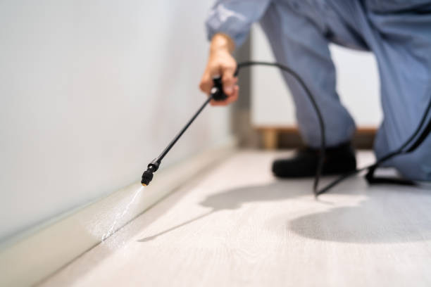 Licensed Ant Control service in Yuba City, CA - Nex Pest Control