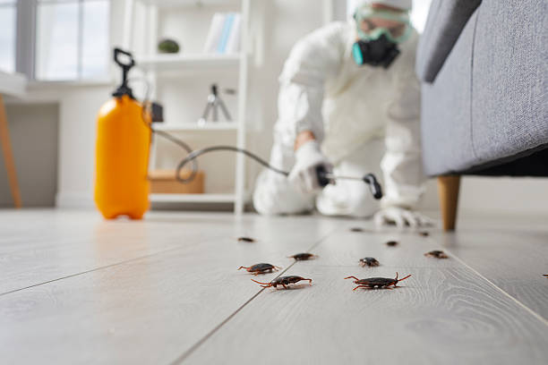Trusted Cockroach Control service in Yuba City, CA - Nex Pest Control